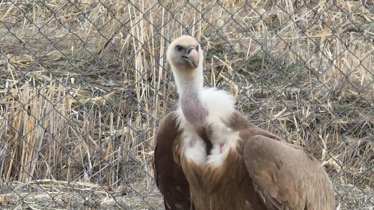 Tedavi edilen yaban kuşları &ouml;zg&uuml;rl&uuml;ğe kanat &ccedil;ırpmaya hazır