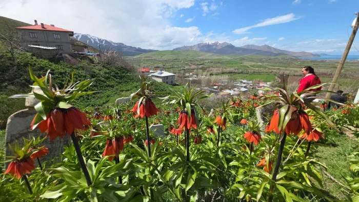 Trabzon'dan gelen ziyaret&ccedil;iler ters lalelere hayran kaldı