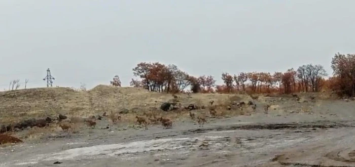 Tunceli'de dağ keçisi sürüsü görüntülendi