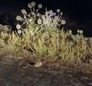 Tunceli’de kırmızı listedeki Arap tavşanı görüntülendi