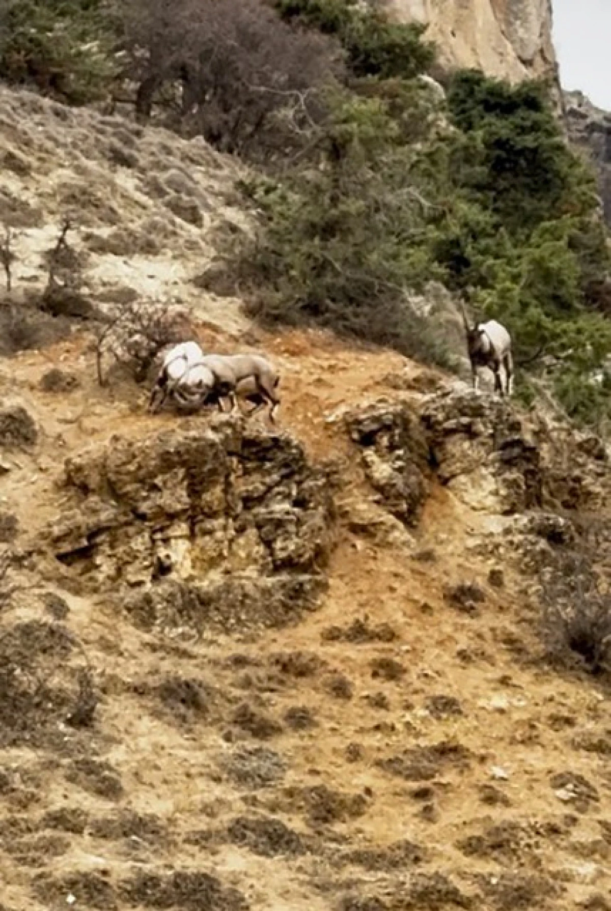 Tunceli’de tekelerin liderlik kavgası kamerada