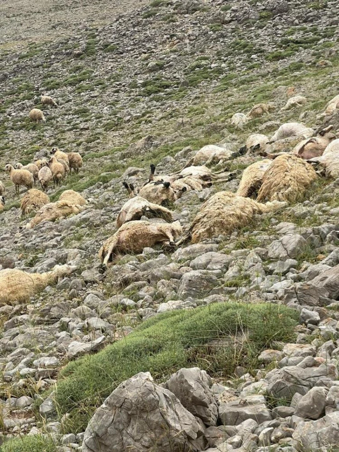Tunceli'de yıldırım isabet eden 200 koyun telef oldu