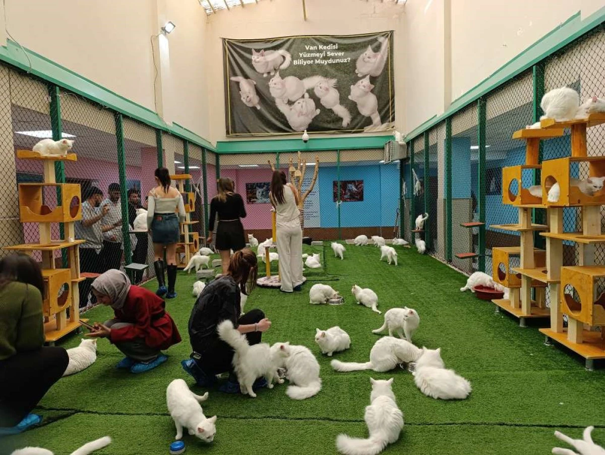 Üniversite öğrencileri Van'da sertifikalı sığır yetiştiriciliği eğitimine katıldı