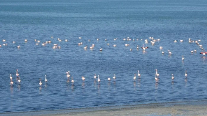 Urmiye Gölü kuruyunca flamingolar Van'a akın etti