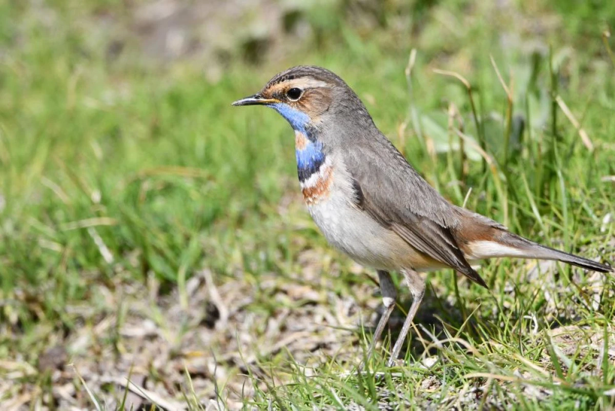 Van G&ouml;l&uuml; havzası g&ouml;&ccedil;men kuşlarla renklendi