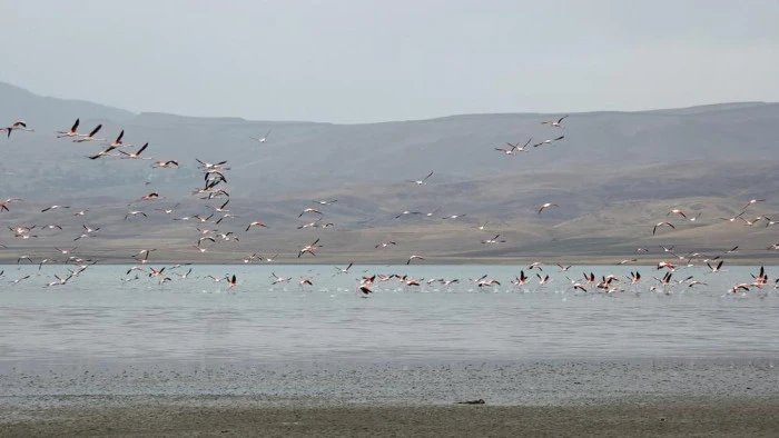Van G&ouml;l&uuml; havzasında allı turnaların g&ouml;rsel ş&ouml;leni