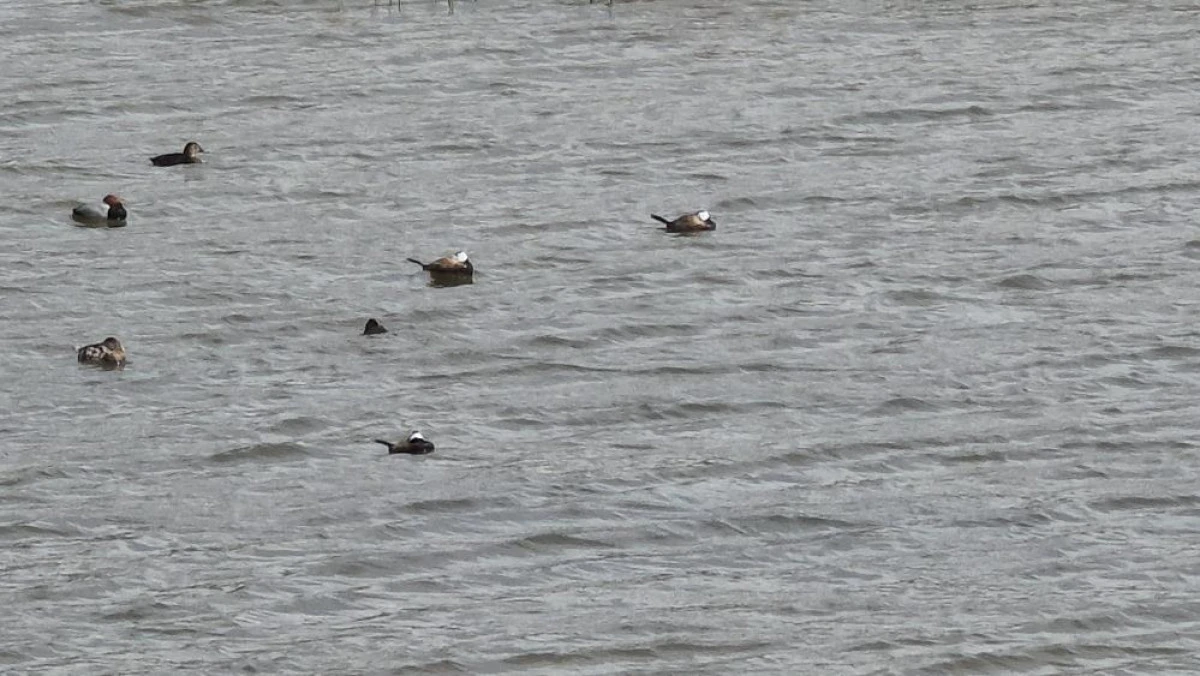 Van G&ouml;l&uuml; havzasında 'Mavi Gaga' heyecanı: Nadir misafirler geri d&ouml;nd&uuml;