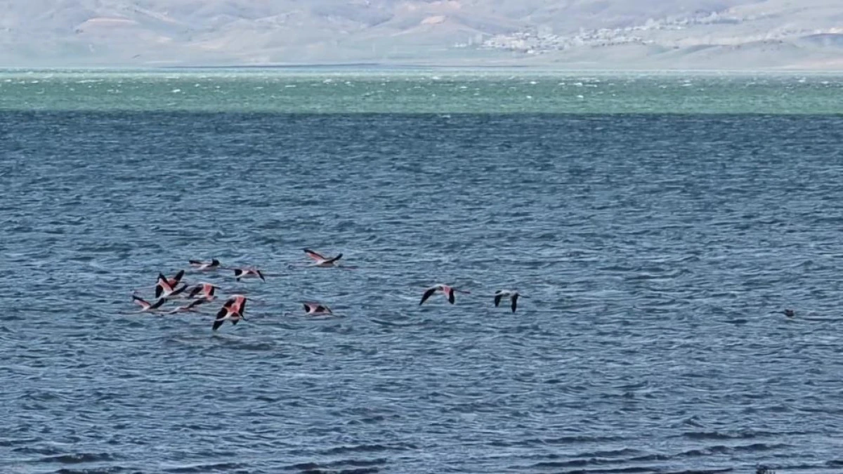 Van G&ouml;l&uuml; havzasının zarif misafirleri: Allı turnalar Er&ccedil;ek G&ouml;l&uuml;'ne gelmeye başladı