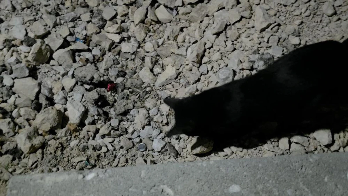  Van G&ouml;l&uuml; sahilinde sıra dışı anlar: Kedi yakaladığı fare ile saatlerce oynadı