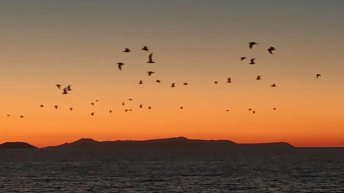 Van Gölü sahillerinde kuşların akşam göçü