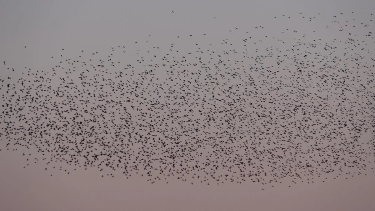 Van Kalesi'nde eşsiz bir g&ouml;steri: Sığırcık kuşları havada dans etti