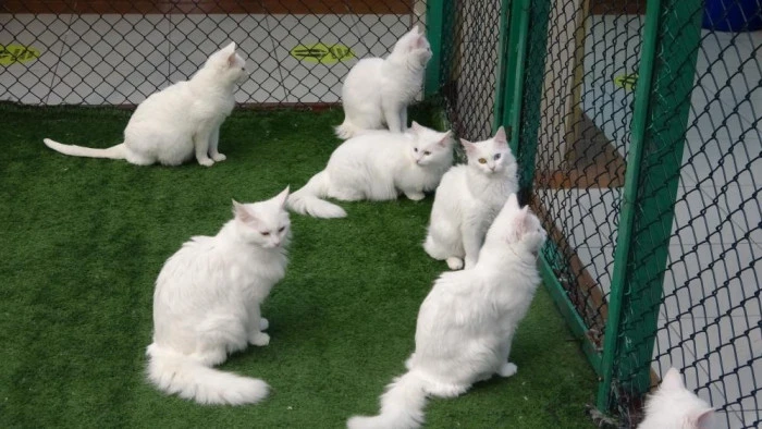 Van Kedi Villası'nda bu yıl 120 yavru d&uuml;nyaya geldi