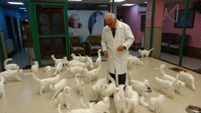 Van kedileri için ‘kırmızı alarm' kaldırıldı