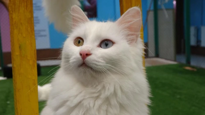 Van kedileri yılda &uuml;&ccedil; kez kızgınlık d&ouml;nemine giriyor