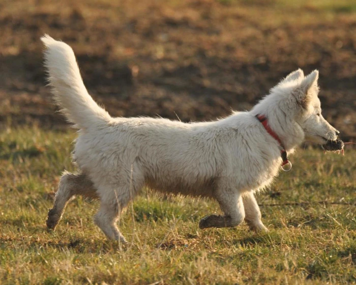 Van kedisine benzetti, fare avlayan köpek olduğu ortaya çıktı