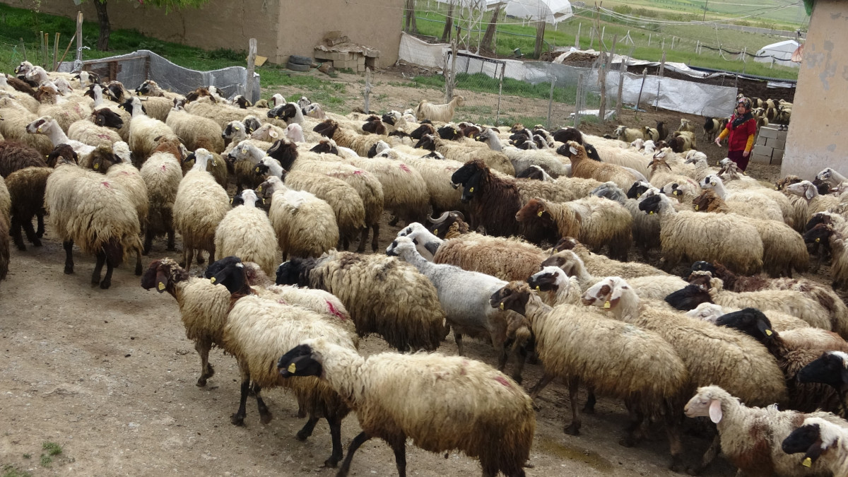 Van Valisi koyunlarla kuzuların renkli buluşmasını izledi