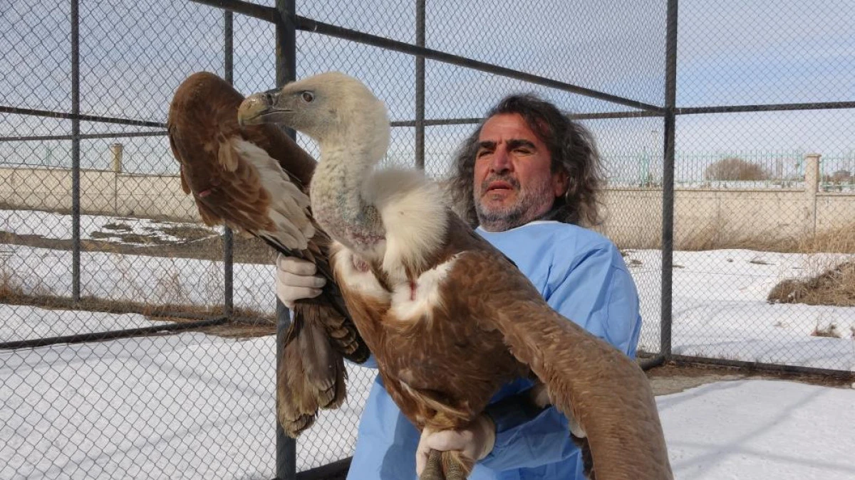 Van YY&Uuml;'de yırtıcı kuşlar şifa bulup doğaya d&ouml;n&uuml;yor
