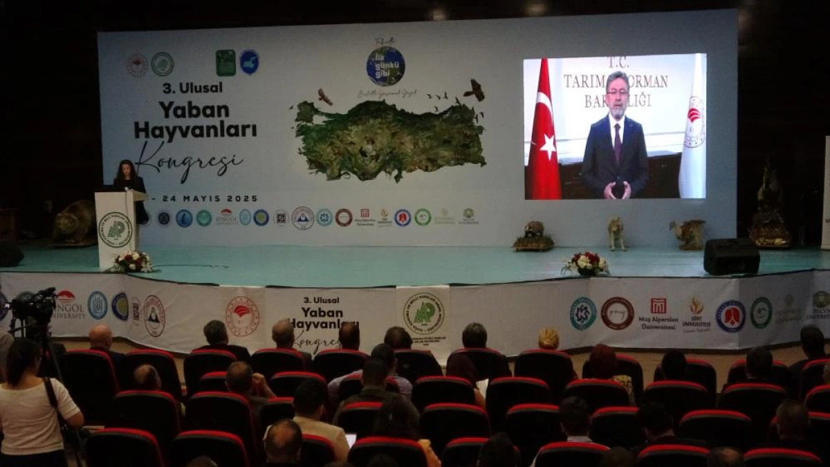 Van'da 