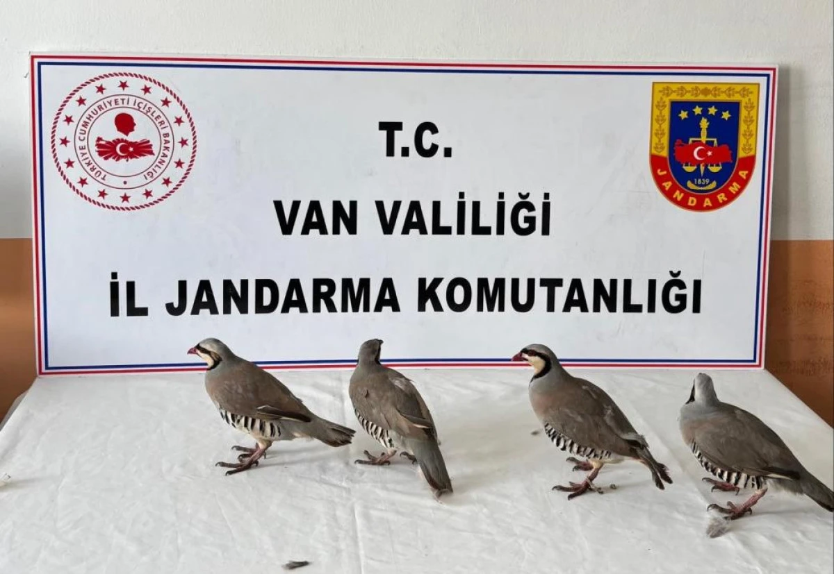 Van&rsquo;da 4 keklik ele ge&ccedil;irildi