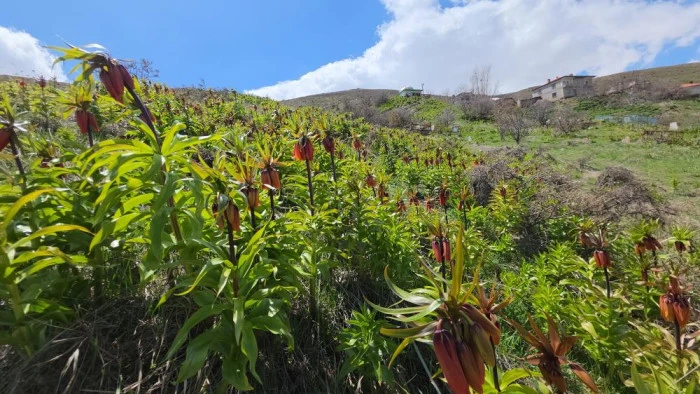 Van'da a&ccedil;an ters laleler g&ouml;z kamaştırıyor