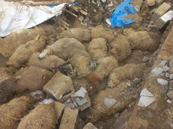 Van'da ahır &ccedil;&ouml;kt&uuml;, 23 k&uuml;&ccedil;&uuml;kbaş hayvan telef oldu