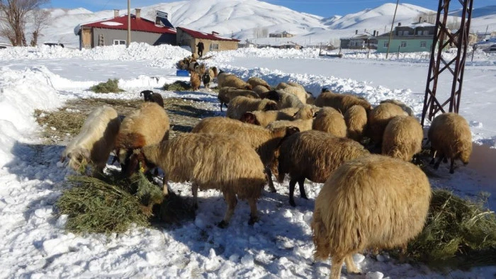Van'da besicilerin zorlu kış mesaisi