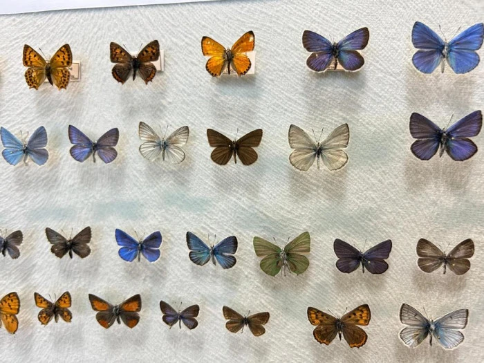 Van'da binlerce kelebeğin korunduğu araştırma koleksiyonu