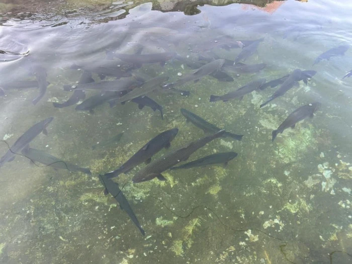 Van'da binlerce ton kapasiteli tesislerde alabalık sağımı başladı