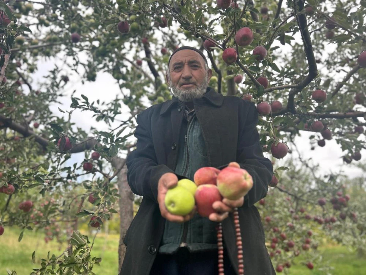 Van'da bir ağa&ccedil;ta hem kırmızı hem yeşil elma