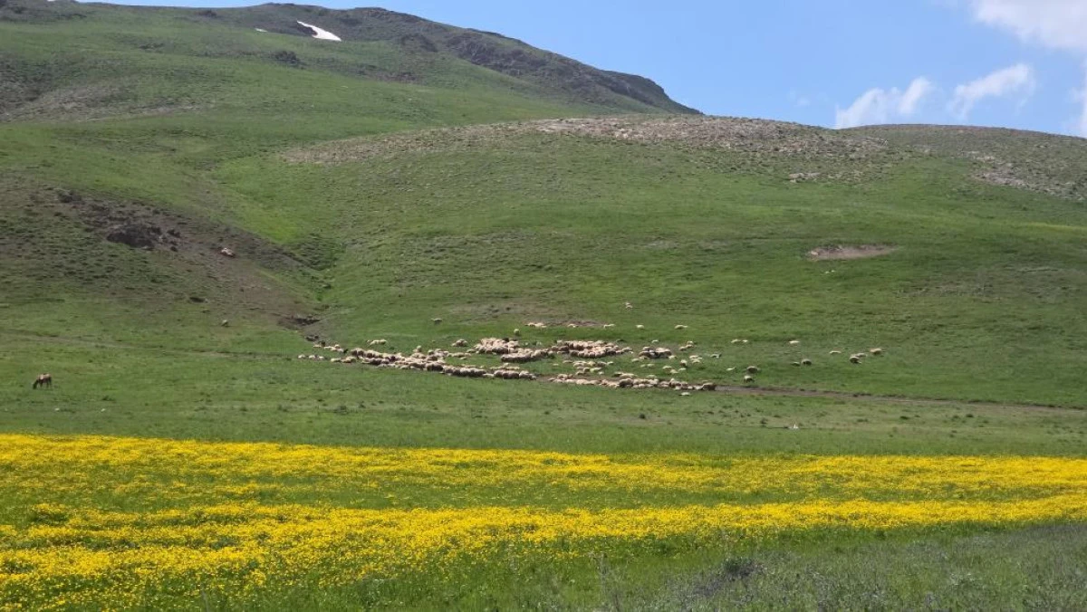 Van'da bir yanda &ccedil;i&ccedil;ekler, diğer yanda metrelerce kar
