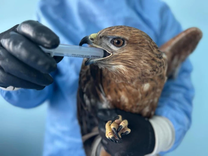 Van&rsquo;da bitkin d&uuml;şen yaban hayvanlarına şefkat eli