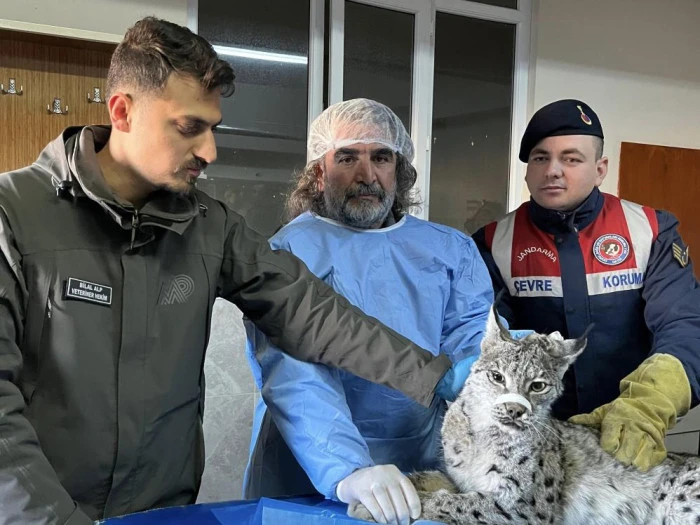 Van'da bitkin halde bulunan vaşak tedavi altına alındı