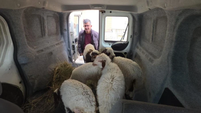 Van'da deprem sonrası enkaz altından yaralı &ccedil;ıkarılan kuzular tedavi altına alındı