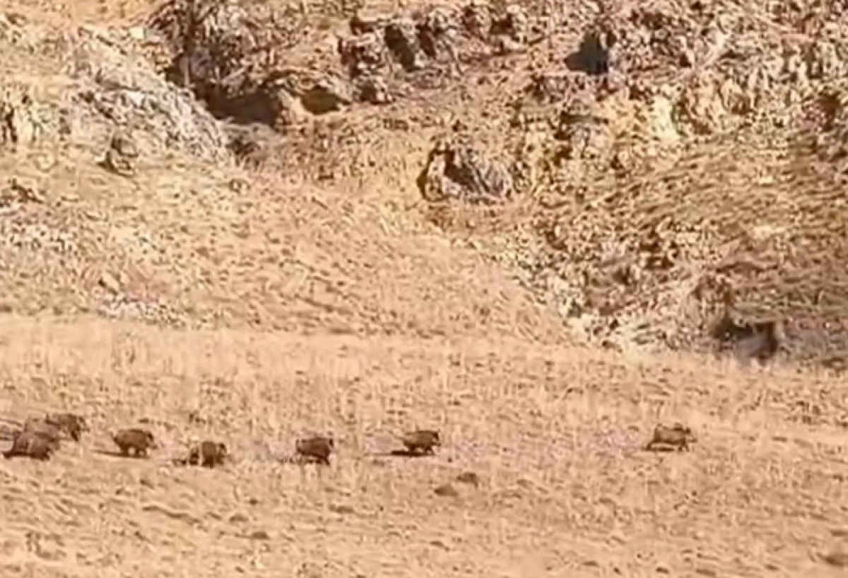 Van'da domuz s&uuml;r&uuml;s&uuml; g&ouml;r&uuml;nt&uuml;lendi