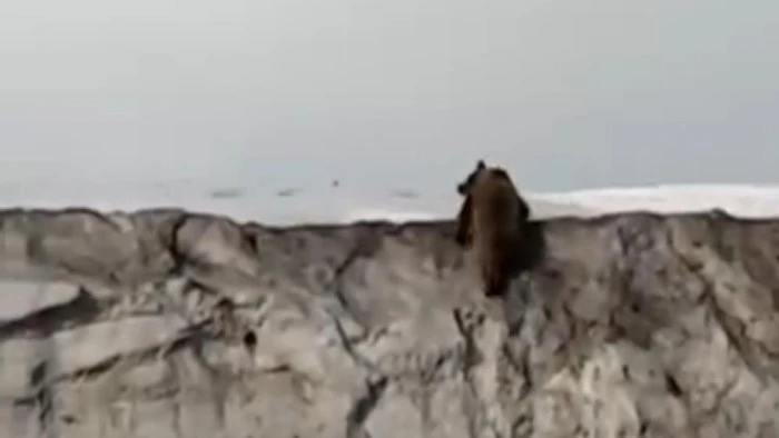 Van&rsquo;da kara yoluna inen ayı kameraya yansıdı