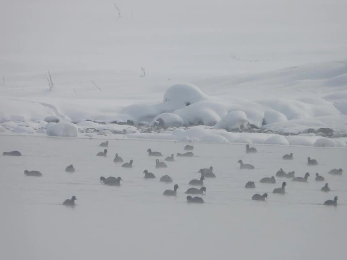 Van'da Kaz G&ouml;l&uuml; kuşların mekanı oldu