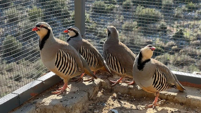  Van'da keklik avlayan şahsa 86 bin 278 lira para cezası