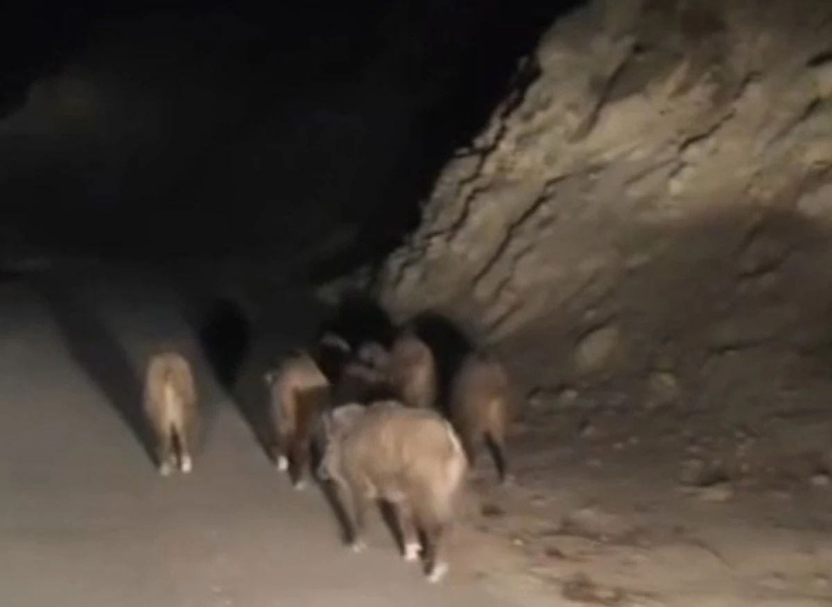 Van'da mahalleye inen domuz sürüsü görüntülendi