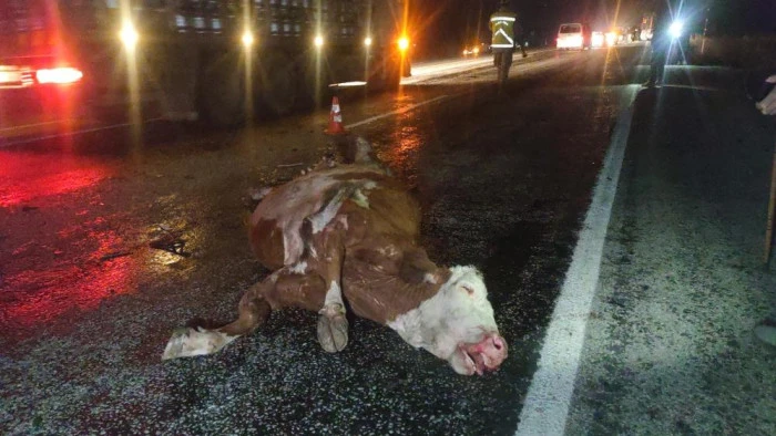 Van'da minibüs ve otomobil ineğe çarptı: Kazada 2 kişi yaralandı, inek telef oldu