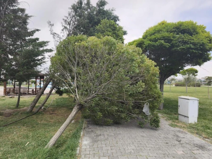 Van&rsquo;da şiddetli r&uuml;zgar ağa&ccedil;ları ve kamelyaları devirdi