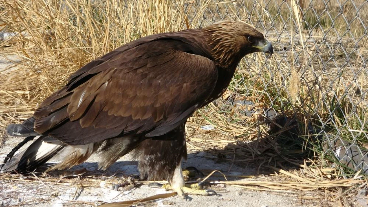  Van'da tedavi edilen yırtıcı kuşlar doğal yaşam alanına salınıyor
