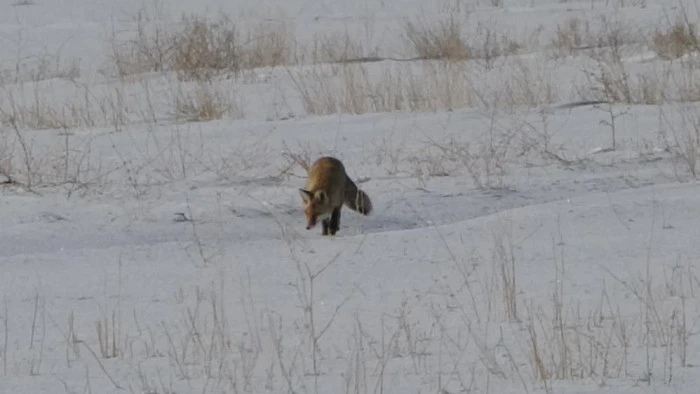 Van'da tilkilerin kar altındaki fare avı g&ouml;r&uuml;nt&uuml;lendi
