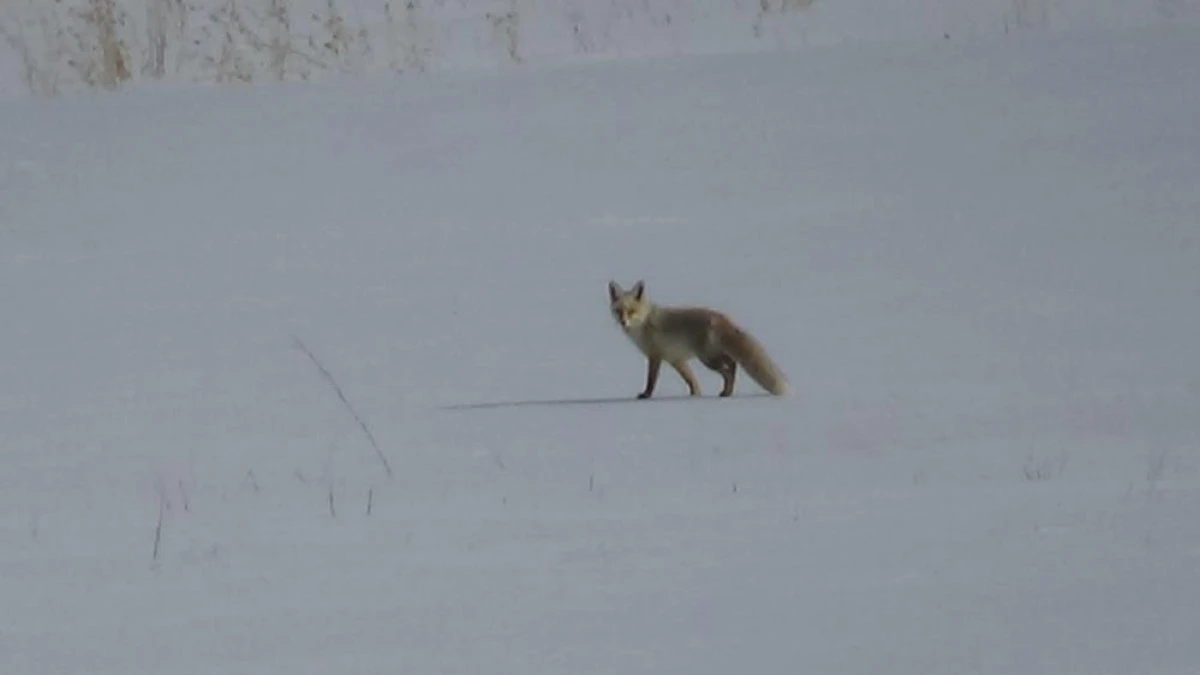 Van'da tilkinin avı dron kamerasına yansıdı