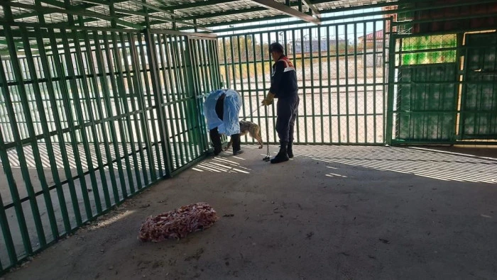 Van'da zincire vurulan kurt kurtarıldı