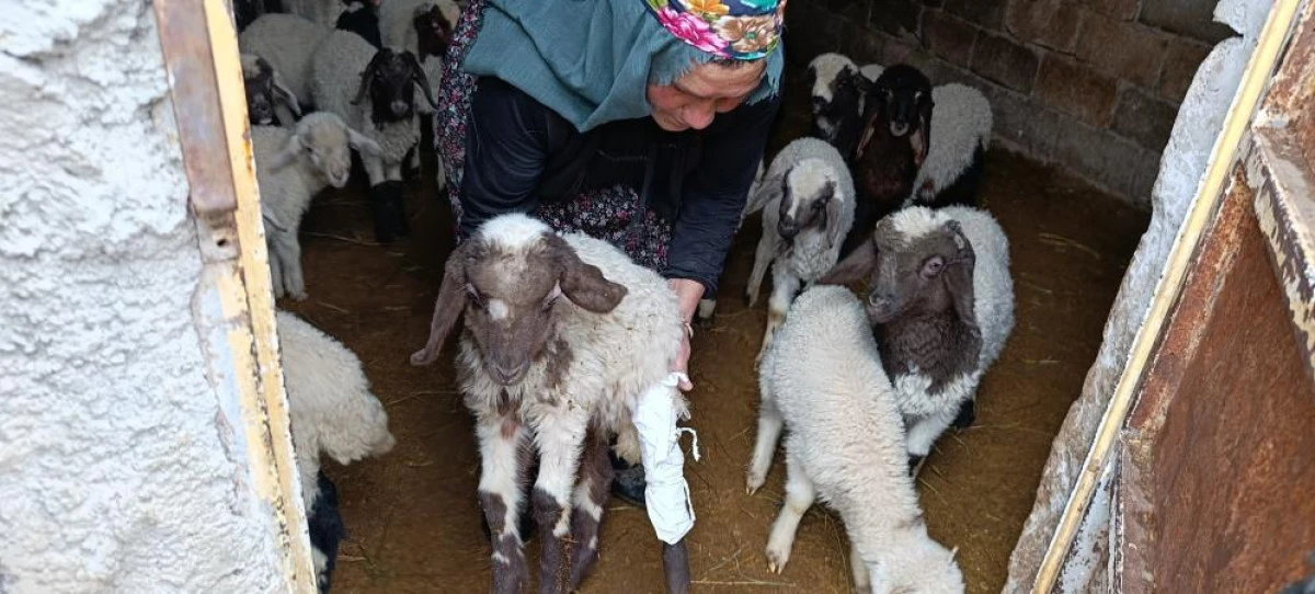 Van&rsquo;daki depremde bir ahırın duvarı &ccedil;&ouml;kt&uuml;