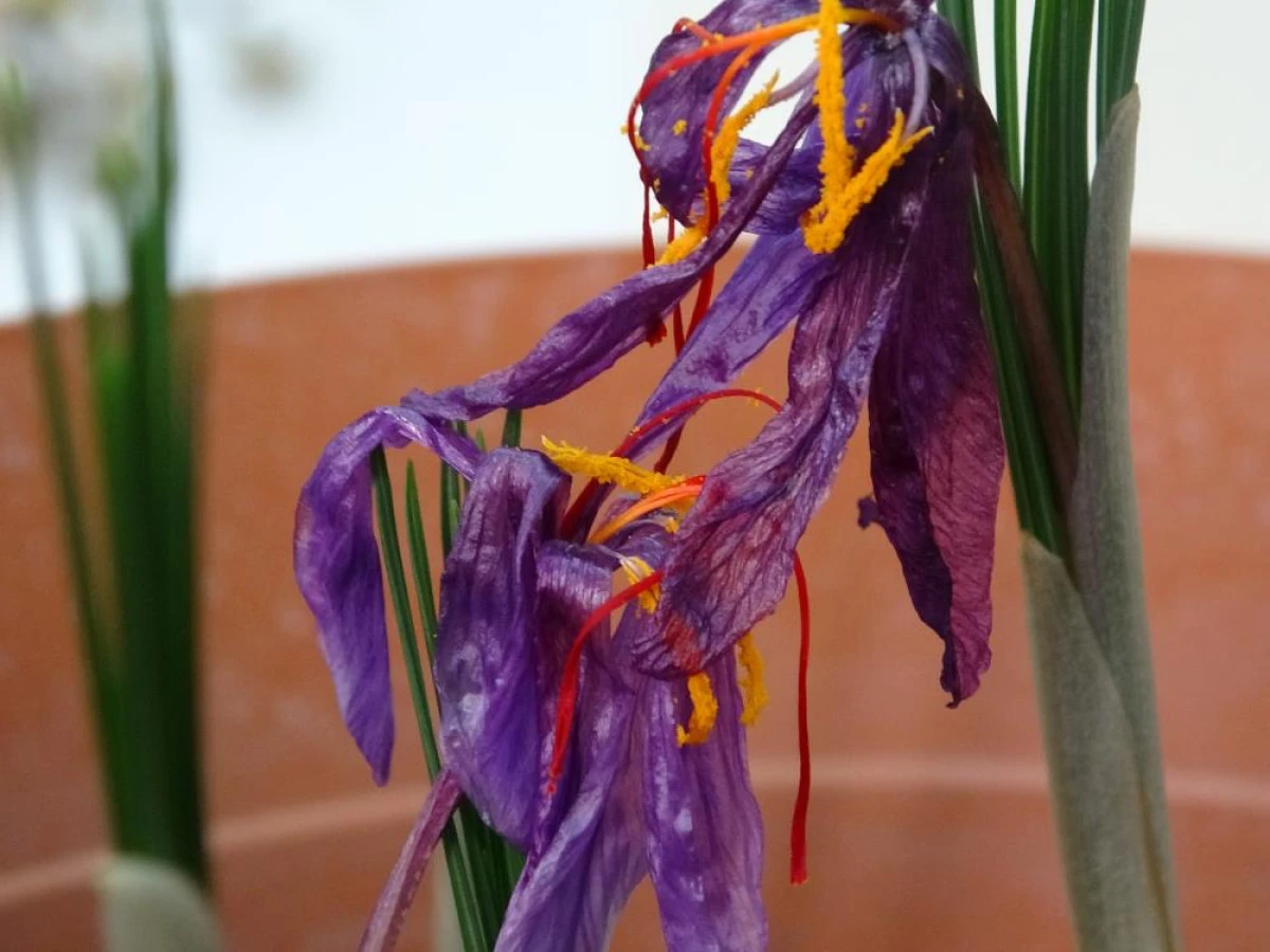 VANF Herbaryumu'nda safran koruma altında