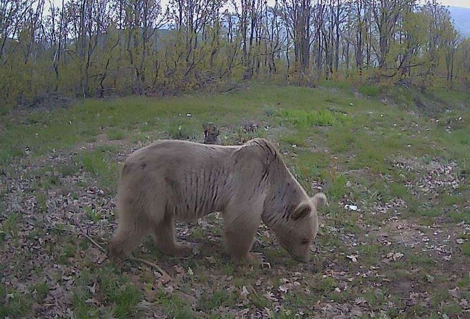 Yaban hayatı fotokapanlara yansıdı