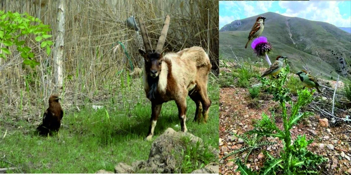 Yaban hayatın sessiz kahramanı: 9 ayda 500'e yakın hayvana müdahale etti
