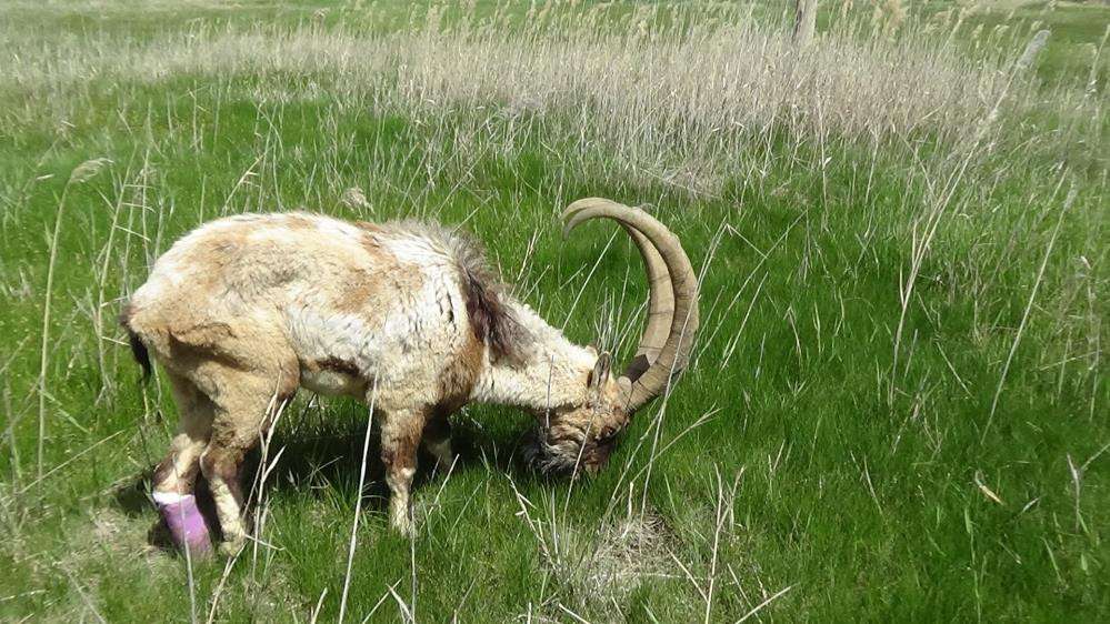 Yaralı halde bulunan yaban ke&ccedil;isi tedavi altına alındı