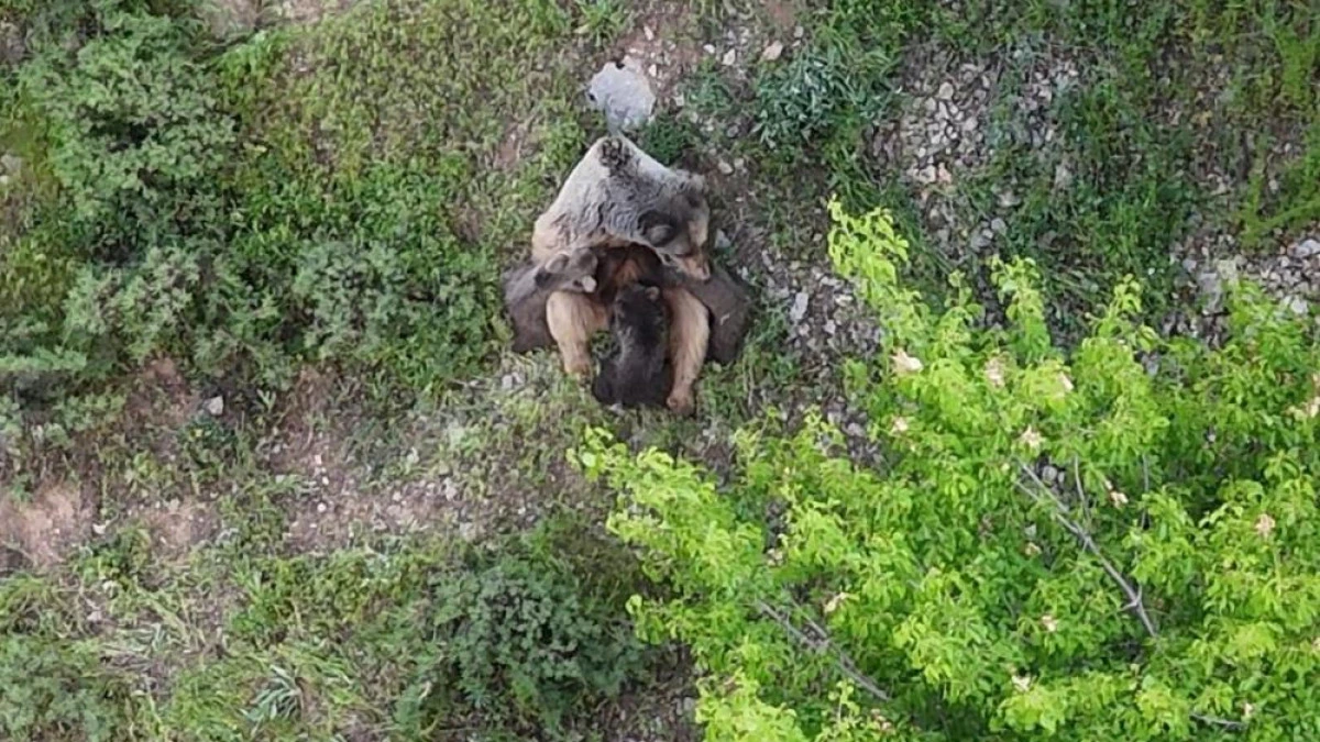 Yavrularını emziren ayı, dronla kaydedildi